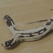 Meet Zeke And Angel The Rare Two Headed California King Snake