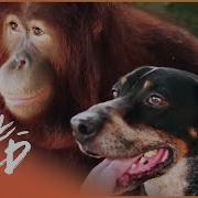 The World S Most Unlikely Animal Relationships Animal Odd Couples Real Wild