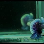 MVI 1148 Mpeg4