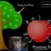 Positive And Negative Feedback Loops