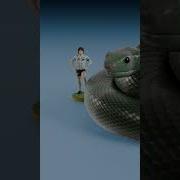Threadsnake Vs Green Anaconda