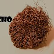 Rose Of Jericho Timelapse