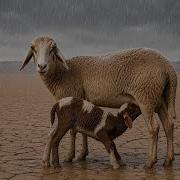 Mother Sheep Protecting Her Lamb In The Rain Emotional Animal Moment