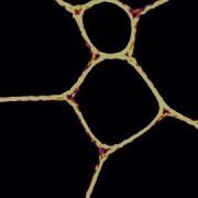 Physarum Slime Mold Simulation