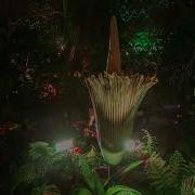 Bloedel Corpse Flower Bloom Timelapse