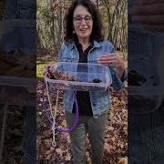 Forest Floor Leaf Litter Investigation Activities For Kids