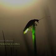 4k Stock Footage Fireflies And Lightning Bugs Real Time Footage