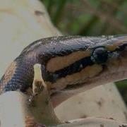 Python Hatching In Florida 04 Time Lapse Speed X2