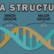 STRUCTURE OF DNA