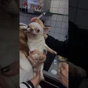 Vet Struggles To Give Little Dog Injection
