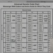 Reading Genetic Codon Charts Wheels