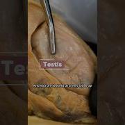 What Produces Testosterone