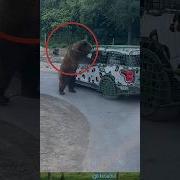 Bear Sound Tourist Faced With A Bear On Road Likesadia Animals Beautifulscenery Bear