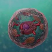 A Level Biology Topic 1 Cell Structure