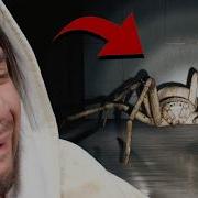 Faced A Huntsman Spider To Overcome My Fear