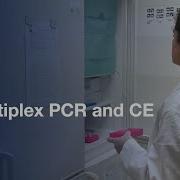 Multiplex PCR And CE For MLVA Tandem Repeat Analysis Protocol Preview