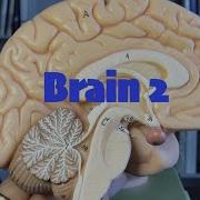 Brain 2