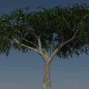Tutorial Preview Designing And Animating A Birch Tree In Maya Using Paint Effects