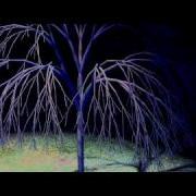 Parametric L System Trees