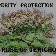 Unlocking Prosperity With The Rose Of Jericho Magic Uses In Witchcraft