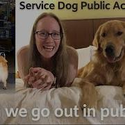Service Dog Public Access Test Can We Go Out In Public
