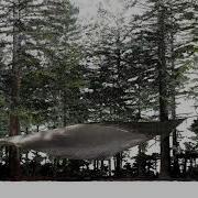 A Colourful Walk In The Forest With LiDAR With A 3D Colourised Point Cloud