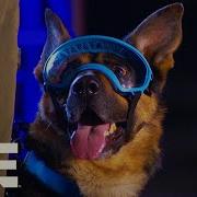 Rony The Goggle Wearing K9 WINS Competition America S Top Dog Season 1 A E