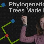 New To Phylogenies START HERE Tips Nodes Branches And The Root
