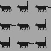 Cat OpenFrameworks