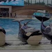 Встреча с косаткой полное шоу SeaWorld Orlando 28 августа 2024 г