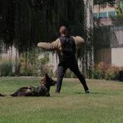 ATF Tactical K 9 Demo