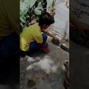 Snake Har Har Sambhu Shorts Viral Reels Video Youtubeshorts Youtube Magic Snake