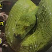 How To Take Care Of A Green Tree Python A TDI Care Guide