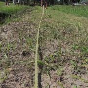 Surface Water Sampling Video SOP