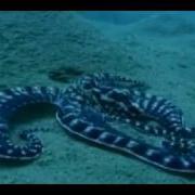 Most Intelligent Mimic Octopus In The World
