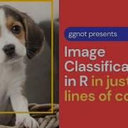 Image Classification And Object Detection In R Using Just TWO Lines Of Code