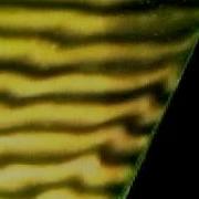 Wave Attractor Generated By Oscillating A Stratified Fluid