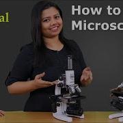 Microscope Parts And Functions How To Use A Microscope