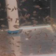Red Devil Fry