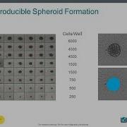 How To Set Up A 3D Spheroid Assay Using Confocal Imaging