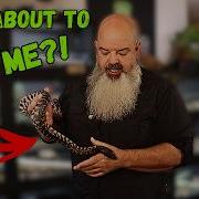 Mastering Snake Behavior Body Language