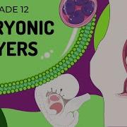 EASY TO UNDERSTAND Gestation Embryonic Layers