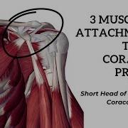3 Muscular Attachments Of The Coracoid