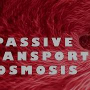 The Cell Passive Transport Osmosis
