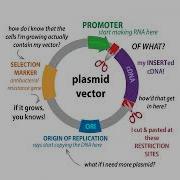 Molecular Cloning Overview Techniques Workflow