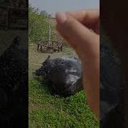 Buffalo Nhi Queen Village Love Buffalo Villagelife Villagelifestyle Foryou