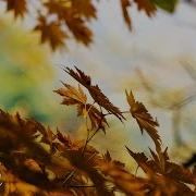Bach Air On The G String 1 HOUR Extended Classical Music For Studying And Concentration Violin