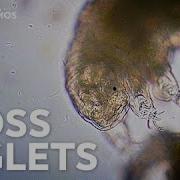 Tardigrades Chubby Misunderstood Not Immortal