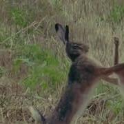 As Mad As A March Hare