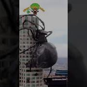 Animal Transformation Shorts Animals Viral